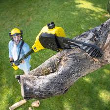 Best Tree Preservation Services  in Braddock Hills, PA